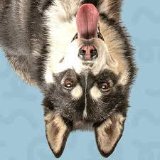 Dog 5 edited